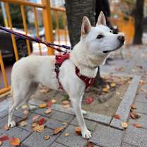 Thumbnail photo of Bruno #3