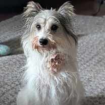 Thumbnail photo of Ambrosia #3