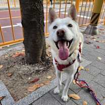 Thumbnail photo of Bruno #1