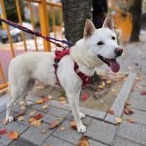 Thumbnail photo of Bruno #4