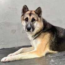 Thumbnail photo of DODGER #2