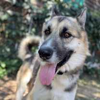 Thumbnail photo of DODGER #3