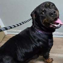 Thumbnail photo of Connie #4