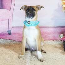 Thumbnail photo of GOLDI #1