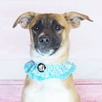 Thumbnail photo of GOLDI #2