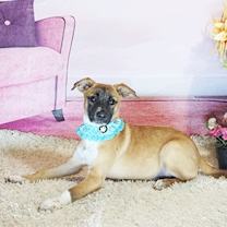 Thumbnail photo of GOLDI #3