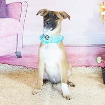 Thumbnail photo of GOLDI #4