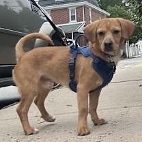 Thumbnail photo of Rocco #2