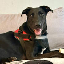 Thumbnail photo of Ruby #1