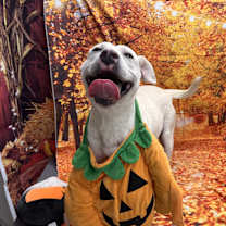 Thumbnail photo of Echo #3