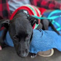 Thumbnail photo of 'Dezzi' Deschutes - Oregon Litter #4