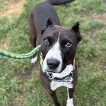 Thumbnail photo of Darian Hw+ #1