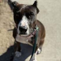 Thumbnail photo of Darian Hw+ #2