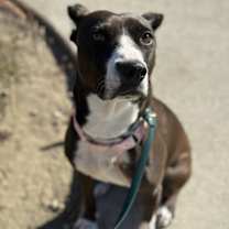 Thumbnail photo of Darian Hw+ #4