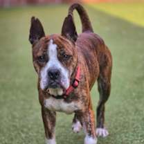 Thumbnail photo of Toma Hw+ #1