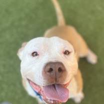 Thumbnail photo of Chai #1