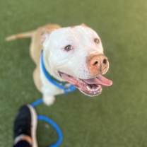 Thumbnail photo of Chai #2