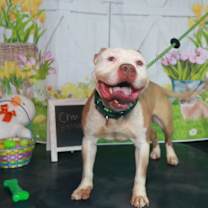 Thumbnail photo of Chai #3