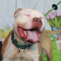 Thumbnail photo of Chai #4