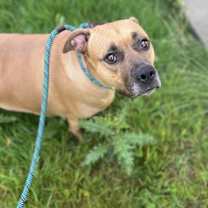 Thumbnail photo of Foxy Roxy #3