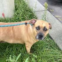 Thumbnail photo of Foxy Roxy #4