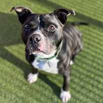 Thumbnail photo of Burt #1