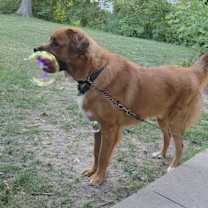 Thumbnail photo of Buckshot #2