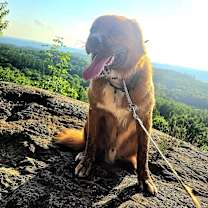 Thumbnail photo of Buckshot #3