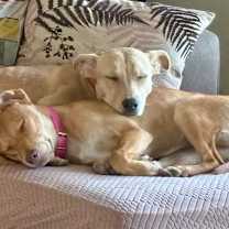 Thumbnail photo of Amaya #4