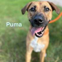 PUMA