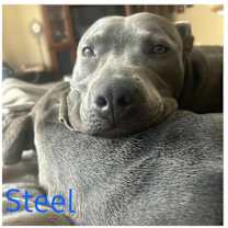 Thumbnail photo of STEEL #3
