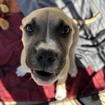 Thumbnail photo of Panther #1