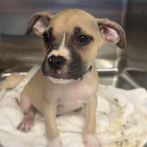 Thumbnail photo of Panther #2