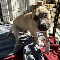 Thumbnail photo of Panther #3