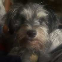 Thumbnail photo of Macy-PUPPYMILL RESCUE #3