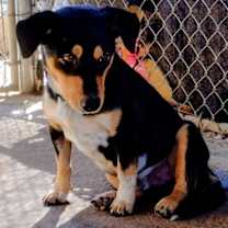 Thumbnail photo of Bart #2