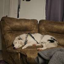 Thumbnail photo of Motley #1