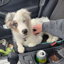 Thumbnail photo of Motley #3