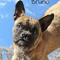 Thumbnail photo of Bruno #4