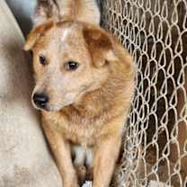 Thumbnail photo of Annie #1