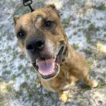 Thumbnail photo of Sir #1