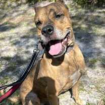 Thumbnail photo of Sir #2