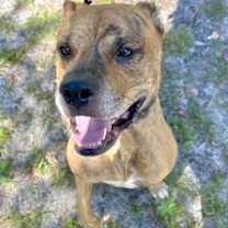 Thumbnail photo of Sir #3