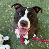 Thumbnail photo of Gibby #1