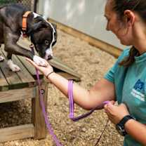 Thumbnail photo of Gibby #3