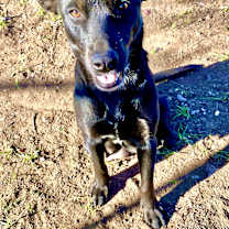 Thumbnail photo of Sweetie #2