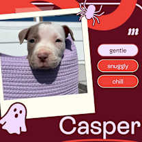 Casper