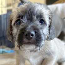 Thumbnail photo of Chucky #2