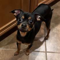 Thumbnail photo of Meenie #2