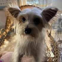 Thumbnail photo of Thumper Twinkletoes #3